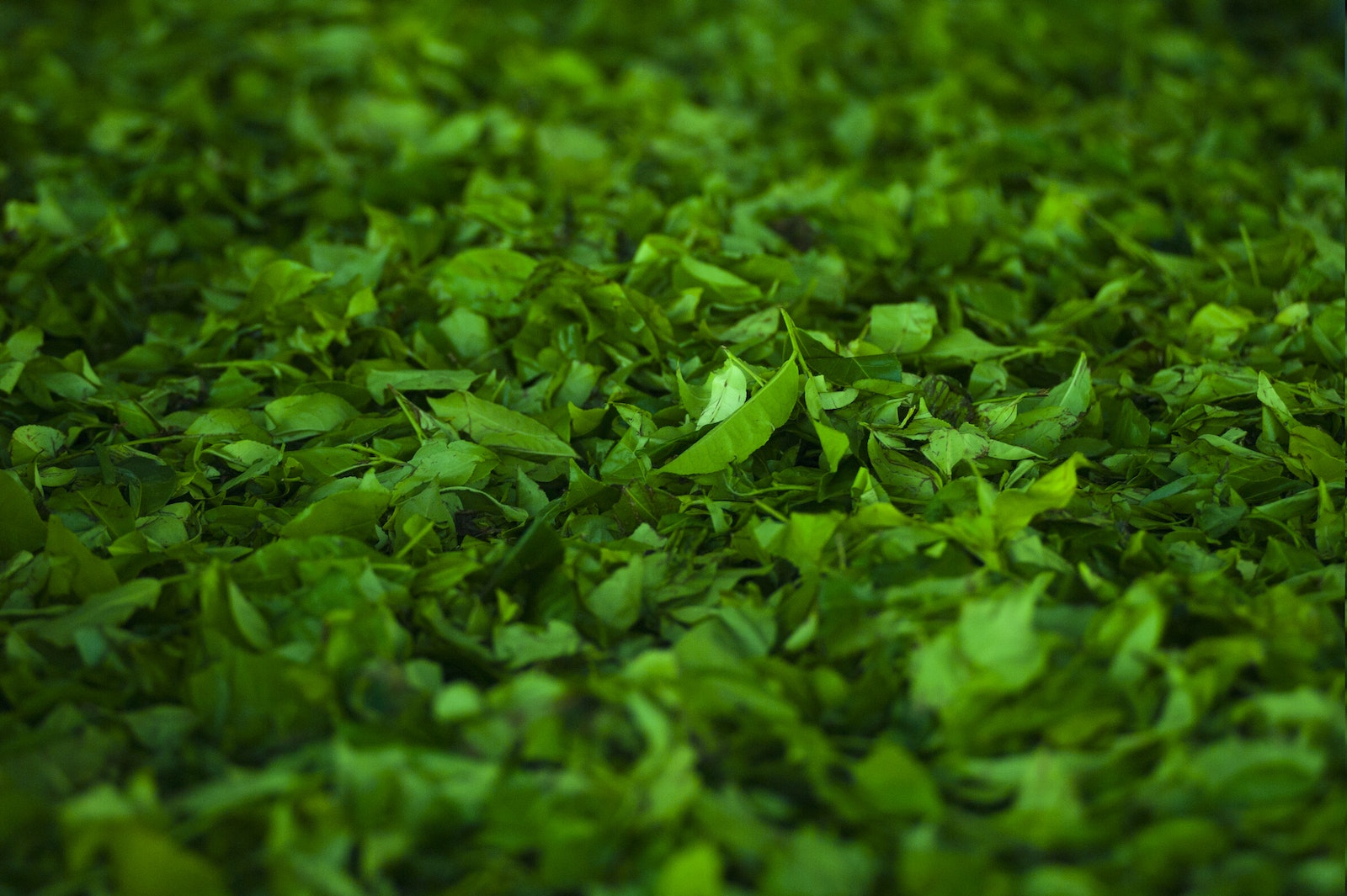 Green Leafed Plant Lot