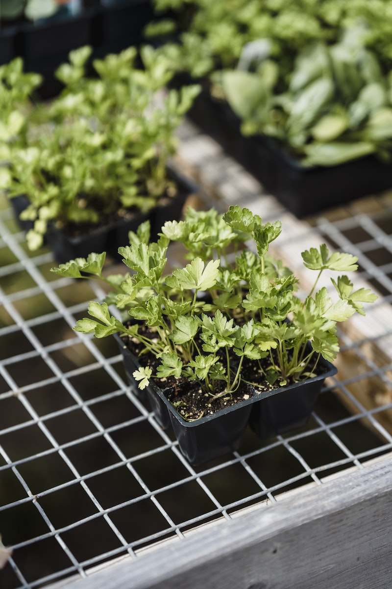 Photo by Greta Hoffman Seedlings of celery in boxes on metal grid