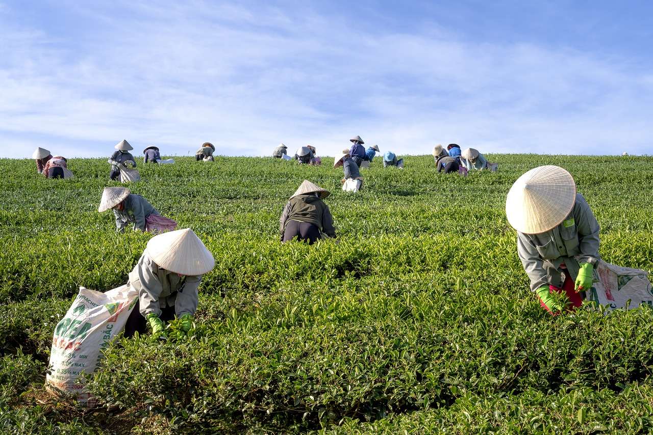 tea, farm, vietnam