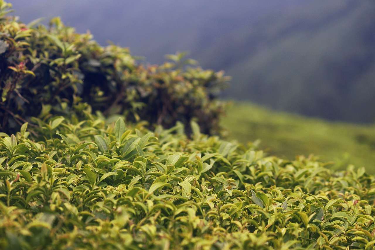 tea garden, tea, garden