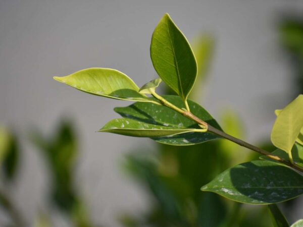 green leaf in close up photography