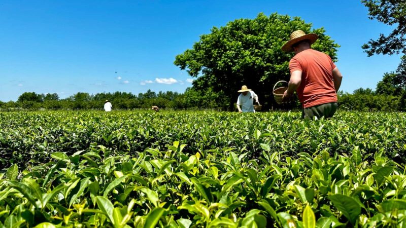 a man standing in a field with a racket in his hand