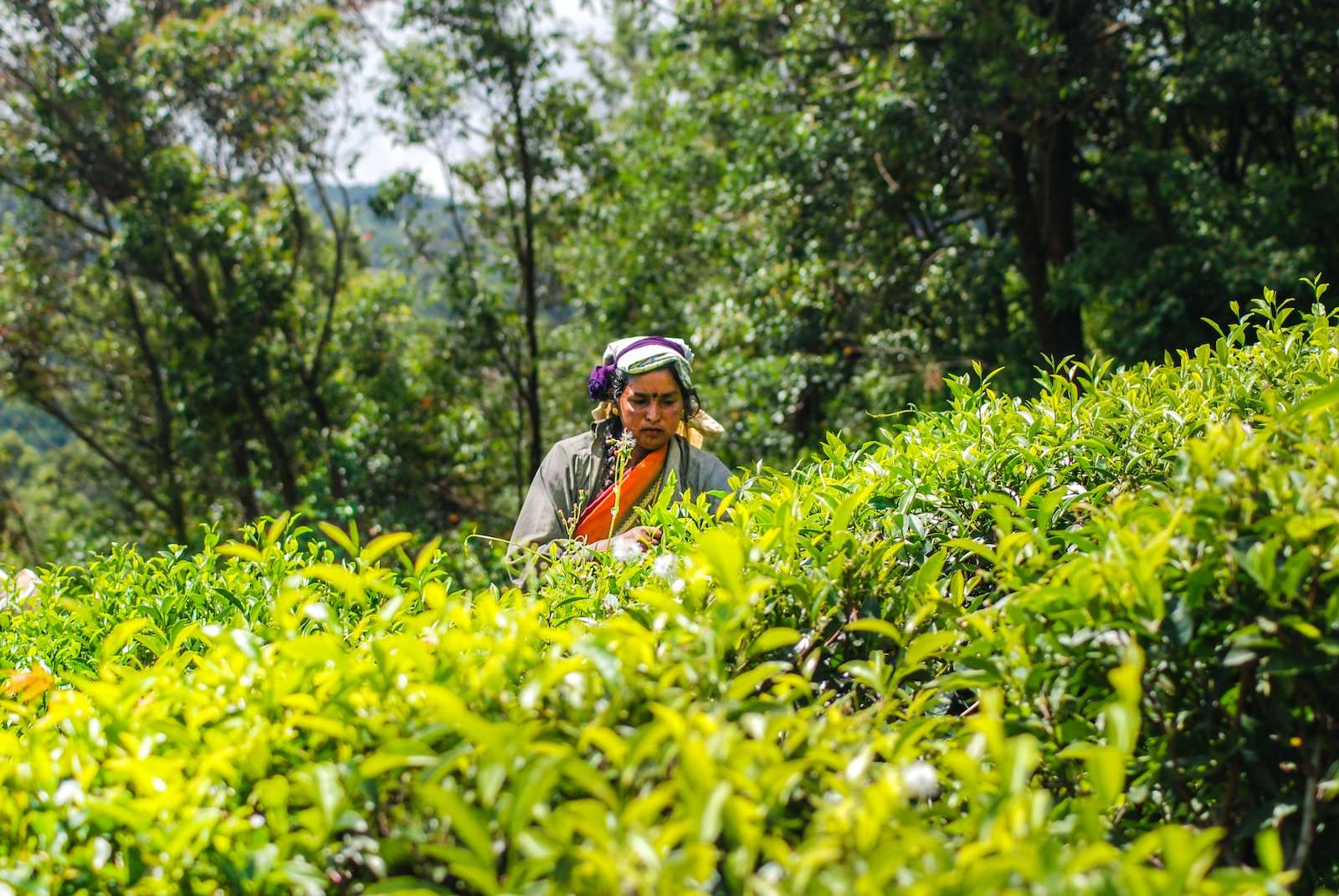 Photo by J.A.Neshan Paul man in orange shirt and blue helmet sitting on yellow flower field during daytime