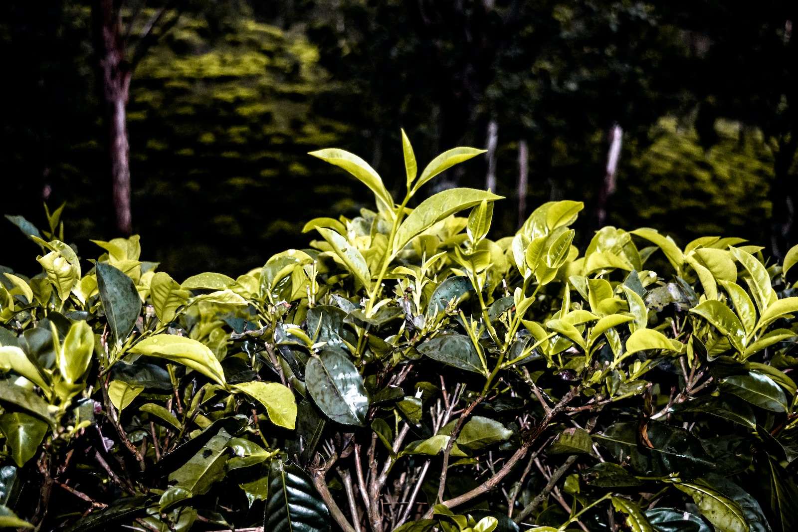 green leaves on brown tree branch